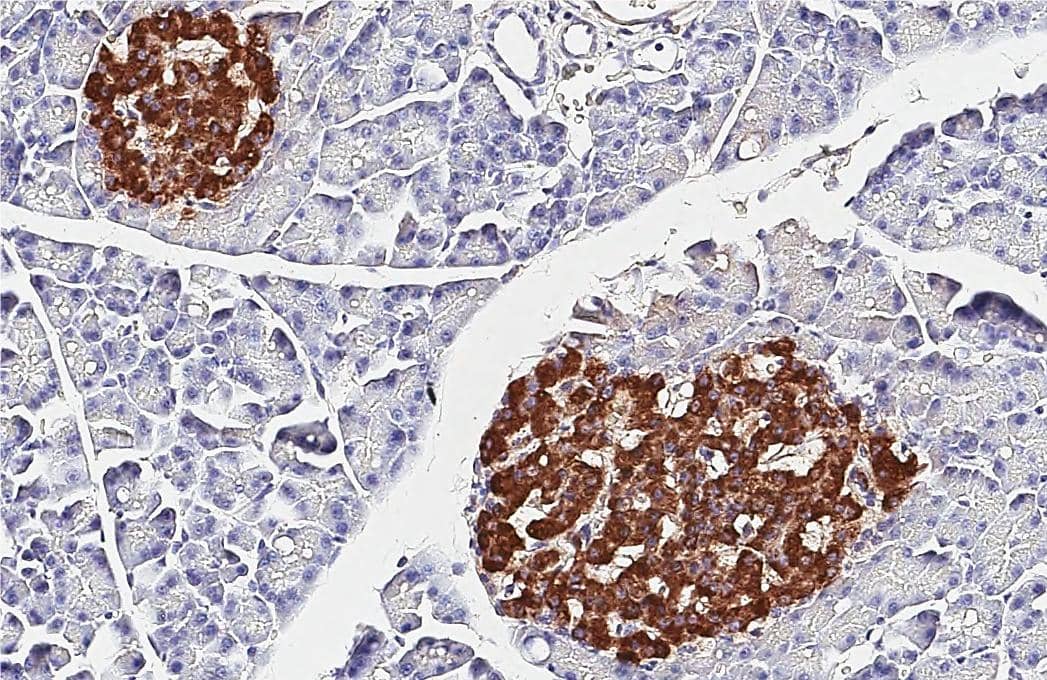 C-Peptide antibody [HL1158] detects C-Peptide protein by immunohistochemical analysis.Sample: Paraffin-embedded rat pancreas.C-Peptide stained by C-Peptide antibody [HL1158] (NBP3-25420) diluted at 1:100.Antigen Retrieval: Citrate buffer, pH 6.0, 15 min 