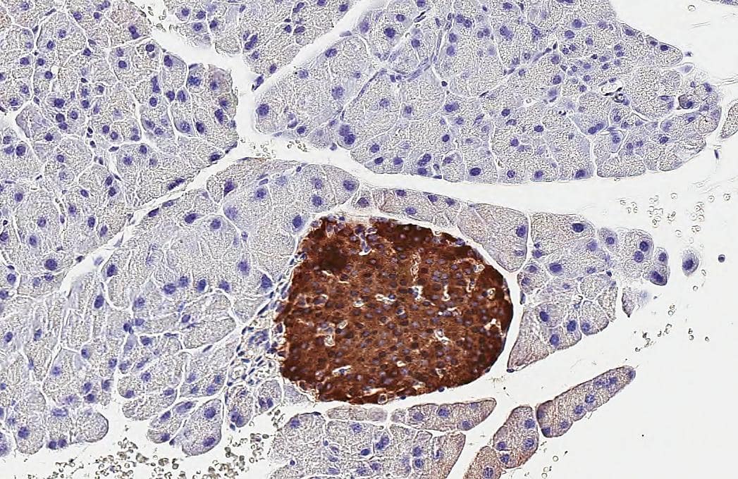 C-Peptide antibody [HL1158] detects C-Peptide protein by immunohistochemical analysis.Sample: Paraffin-embedded mouse pancreas.C-Peptide stained by C-Peptide antibody [HL1158] (NBP3-25420) diluted at 1:100.Antigen Retrieval: Citrate buffer, pH 6.0, 15 min 