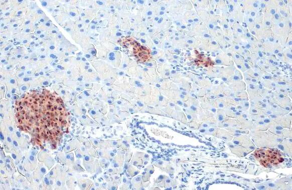 Immunohistochemistry-Paraffin: C-Peptide Antibody (HL1159) - Azide and BSA Free [NBP3-25422] - C-Peptide antibody [HL1159] detects secreted C-Peptide protein by immunohistochemical analysis. Sample: Paraffin-embedded mouse pancreas. C-Peptide stained by C-Peptide antibody [HL1159] (NBP3-25422) diluted at 1:10000. Antigen Retrieval: Citrate buffer, pH 6.0, 15 min