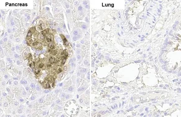 Immunohistochemistry-Paraffin: C-Peptide Antibody (HL1159) - Azide and BSA Free [NBP3-25422] - C-Peptide antibody [HL1159] detects C-Peptide protein by immunohistochemical analysis. Sample: Paraffin-embedded rat tissues. C-Peptide stained by C-Peptide antibody [HL1159] (NBP3-25422) diluted at 1:100. Antigen Retrieval: Citrate buffer, pH 6.0, 15 min