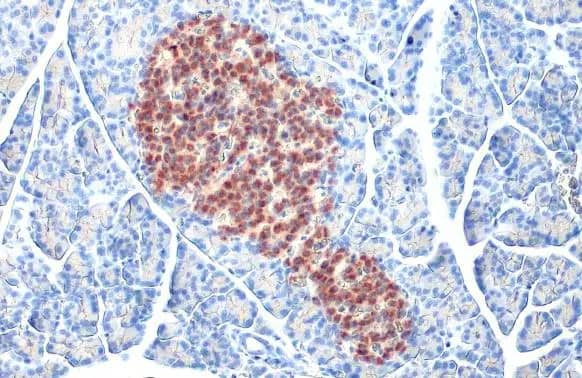 Immunohistochemistry-Paraffin: C-Peptide Antibody (HL1159) - Azide and BSA Free [NBP3-25422] - C-Peptide antibody [HL1159] detects secreted C-Peptide protein by immunohistochemical analysis. Sample: Paraffin-embedded rat pancreas. C-Peptide stained by C-Peptide antibody [HL1159] (NBP3-25422) diluted at 1:10000. Antigen Retrieval: Citrate buffer, pH 6.0, 15 min