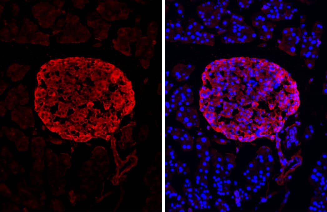 Immunohistochemistry-Frozen C-Peptide Antibody (HL1159) - Azide and BSA Free
