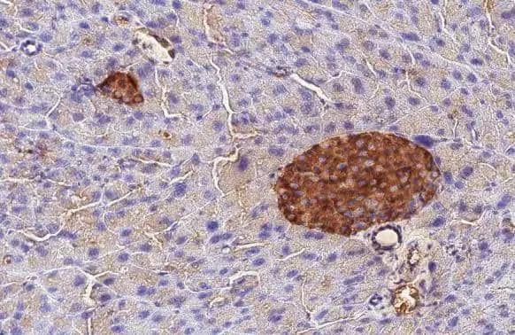 Immunohistochemistry-Paraffin C-Peptide Antibody (HL1159) - Azide and BSA Free