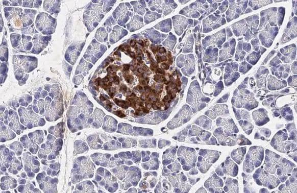 Immunohistochemistry-Paraffin C-Peptide Antibody (HL1159) - Azide and BSA Free