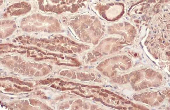 Immunohistochemistry-Paraffin: CPT1A Antibody (HL1164) - Azide and BSA Free [NBP3-25423] - CPT1A antibody [HL1164] detects CPT1A protein at cytoplasm by immunohistochemical analysis. Sample: Paraffin-embedded human kidney. CPT1A stained by CPT1A antibody [HL1164] (NBP3-25423) diluted at 1:100. Antigen Retrieval: Citrate buffer, pH 6.0, 15 min