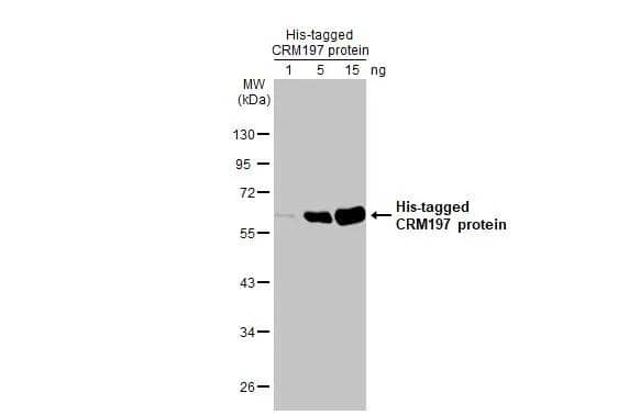 Recombinant CRM197 carrier protein were separated by 10% SDS-PAGE, and the membrane was blotted with CRM197 antibody [HL1808] (NBP3-25424) diluted at 1:100000. The HRP-conjugated anti-rabbit IgG antibody  was used to detect the primary antibody. 