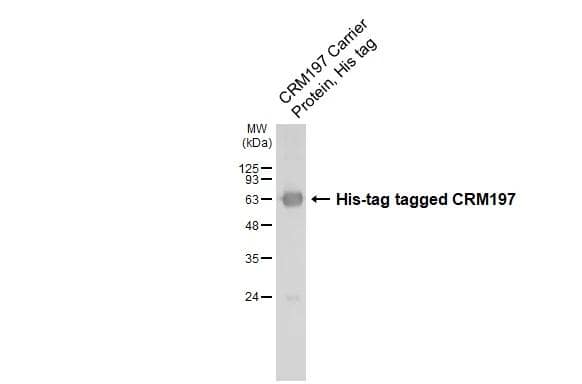 CRM197 Carrier Protein, His tag (1 ug) was separated by 12% SDS-PAGE, and the membrane was blotted with CRM197 antibody [HL1808] (NBP3-25424) diluted at 1:3000. The HRP-conjugated anti-rabbit IgG antibody  was used to detect the primary antibody. 