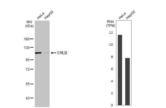 Western Blot CYLD Antibody (HL1260) - Azide and BSA Free