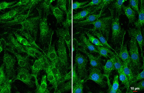 <b>Orthogonal Strategies Validation. </b>Immunocytochemistry/Immunofluorescence: Cyr61/CCN1 Antibody (HL2144) - Azide and BSA Free [NBP3-25430] - CYR61 antibody [HL2144] detects CYR61 protein at secreted protein by immunofluorescent analysis. Sample: C2C12 cells were fixed in ice-cold MeOH for 5 min. Green: CYR61 stained by CYR61 antibody [HL2144] (NBP3-25430) diluted at 1:500. Blue: Fluoroshield with DAPI .