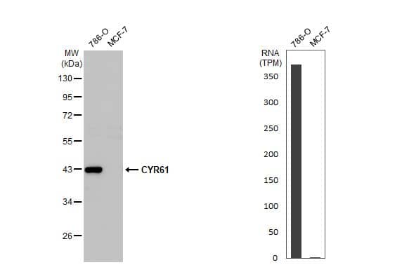 Western Blot: Cyr61/CCN1 Antibody (HL2144) - Azide and BSA Free [NBP3-25430] - Various whole cell extracts (30 ug) were separated by 10% SDS-PAGE, and the membrane was blotted with CYR61 antibody [HL2144] (NBP3-25430) diluted at 1:1000. The HRP-conjugated anti-rabbit IgG antibody was used to detect the primary antibody. Corresponding RNA expression data for the same cell lines are based on Human Protein Atlas program.