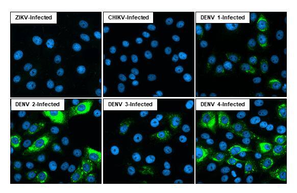 Immunocytochemistry/ Immunofluorescence Dengue Virus 2 Envelope Antibody (HL2089) - Azide and BSA Free