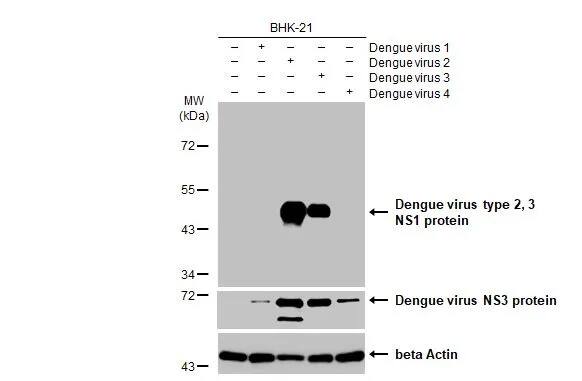 Western Blot: Dengue Virus NS1 protein Antibody (HL1991) - Azide and BSA Free [NBP3-25434] - Non-infected (-) and infected (+) BHK-21 whole cell extracts (5 ug) were separated by 10% SDS-PAGE, and the membrane was blotted with Dengue virus type 2, 3 NS1 protein antibody [HL1991] (NBP3-25434) diluted at 1:5000. The HRP-conjugated anti-rabbit IgG antibody was used to detect the primary antibody.