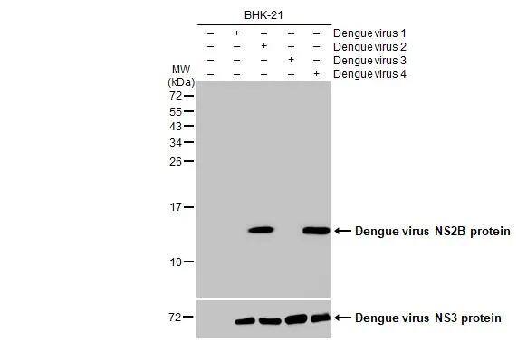 Non-infected (-) and infected (+) BHK-21 whole cell extracts (5 ug) were separated by 15% SDS-PAGE, and the membrane was blotted with primary antibodies diluted at 1:1000. The HRP-conjugated anti-rabbit IgG antibody  was used to detect the primary antibody.Upper : Dengue virus NS2B protein antibody [HL2512] (NBP3-25435)Lower : Dengue virus NS3 protein antibody [HL2239]  