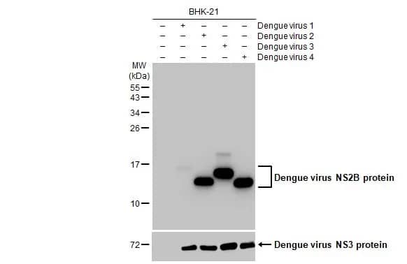 Western Blot: Dengue Virus NS2B Antibody (HL2513) - Azide and BSA Free [NBP3-25436] - Non-infected (-) and infected (+) BHK-21 whole cell extracts (5 ug) were separated by 15% SDS-PAGE, and the membrane was blotted with Dengue virus NS2B protein antibody [HL2513] (NBP3-25436) diluted at 1:1000. The HRP-conjugated anti-rabbit IgG antibody was used to detect the primary antibody.