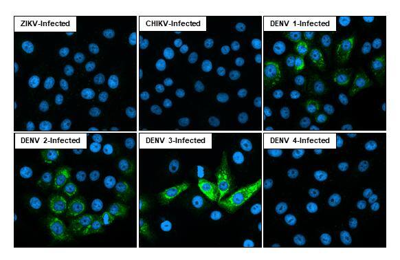 Immunofluorescent analysis of Dengue virus infected cells using Dengue virus NS2B protein antibody [HL2513] antibody (NBP3-25436).Sample: Multiple virus infected cells slide.Green: Dengue virus NS2B protein antibody [HL2513] antibody (NBP3-25436) diluted at 1:100.Blue: Fluoroshield with DAPI . 
