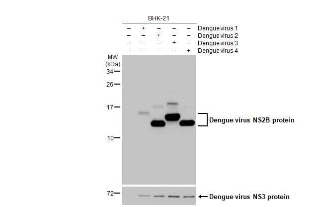 Non-infected (-) and infected (+) BHK-21 whole cell extracts (5 ug) were separated by 15% SDS-PAGE, and the membrane was blotted with Dengue virus NS2B protein antibody [HL2513] (NBP3-25436) diluted at 1:1000. The HRP-conjugated anti-rabbit IgG antibody  was used to detect the primary antibody. 