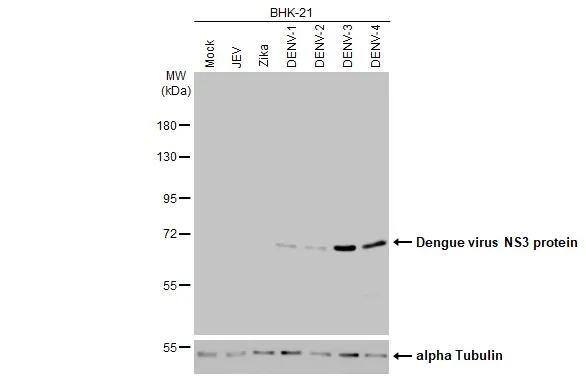 Non-infected and infected BHK-21 whole cell extracts (5 ug) were separated by 7.5% SDS-PAGE, and the membrane was blotted with Dengue virus NS3 protein antibody [HL2239] (NBP3-25437) diluted at 1:200000. The HRP-conjugated anti-rabbit IgG antibody  was used to detect the primary antibody. 