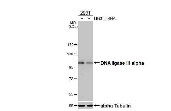 <b>Genetic Strategies Validation. </b>Non-transfected (-) and transfected (+) 293T whole cell extracts (30 ug) were separated by 7.5% SDS-PAGE, and the membrane was blotted with DNA ligase III antibody [HL2280] (NBP3-25441) diluted at 1:1000. The HRP-conjugated anti-rabbit IgG antibody  was used to detect the primary antibody. 