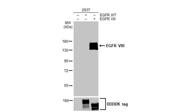 Western Blot: EGFR Antibody (HL2541) - EGFRvIII, Mutant - Azide and BSA Free [NBP3-25446] - Non-transfected (-) and transfected (+) 293T whole cell extracts (30 ug) were separated by 7.5% SDS-PAGE, and the membrane was blotted with EGFR VIII antibody [HL2541] (NBP3-25446) diluted at 1:1000. The HRP-conjugated anti-rabbit IgG antibody was used to detect the primary antibody.
