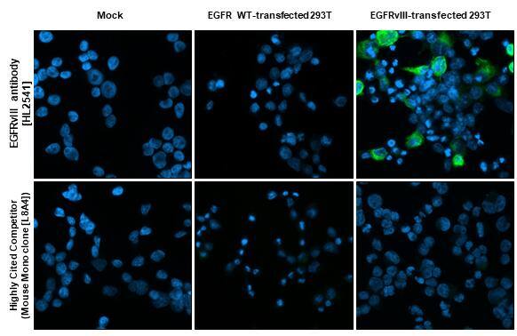 EGFRvIII antibody [HL2541] detects EGFRvIII protein by immunofluorescent analysis.Sample: Mock and transfected 293T cells were fixed in ice-cold MeOH for 5 min.Green: EGFRvIII stained by EGFRvIII antibody [HL2541] (NBP3-25446) diluted at 1:500 and competitor's antibody (highly cited competitor) diluted at 1:500.Blue: Fluoroshield with DAPI .*Competitor's antibody is not affiliated with Novus and does not endorse this product. 