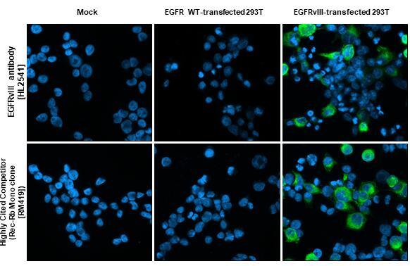EGFRvIII antibody [HL2541] detects EGFRvIII protein by immunofluorescent analysis.Sample: Mock and transfected 293T cells were fixed in ice-cold MeOH for 5 min.Green: EGFRvIII stained by EGFRvIII antibody [HL2541] (NBP3-25446) diluted at 1:500 and competitor's antibody (highly cited competitor) diluted at 1:500.Blue: Fluoroshield with DAPI .*Competitor's antibody is not affiliated with Novus and does not endorse this product. 