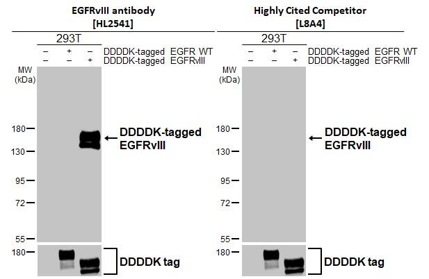 Non-transfected (-) and transfected (+) 293T whole cell extracts (30 ug) were separated by 7.5% SDS-PAGE, and the membranes were blotted with EGFRvIII antibody [HL2541] (NBP3-25446) diluted at 1:5000 and competitor's antibody (Highly Cited Antibody) diluted at 1:5000. The HRP-conjugated anti-rabbit IgG antibody  was used to detect the primary antibody.*The competitor is not affiliated with Novus and does not endorse this product. 