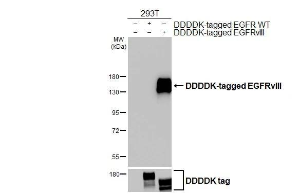 Non-transfected (-) and transfected (+) 293T whole cell extracts (30 ug) were separated by 7.5% SDS-PAGE, and the membrane was blotted with EGFRvIII antibody [HL2541] (NBP3-25446) diluted at 1:1000. The HRP-conjugated anti-rabbit IgG antibody  was used to detect the primary antibody. 