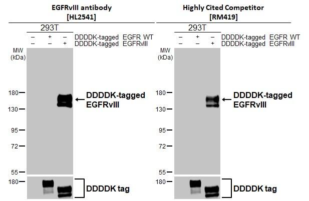 Non-transfected (-) and transfected (+) 293T whole cell extracts (30 ug) were separated by 7.5% SDS-PAGE, and the membranes were blotted with EGFRvIII antibody [HL2541] (NBP3-25446) diluted at 1:5000 and competitor's antibody (Highly Cited Antibody) diluted at 1:5000. The HRP-conjugated anti-rabbit IgG antibody  was used to detect the primary antibody.*The competitor is not affiliated with Novus and does not endorse this product. 