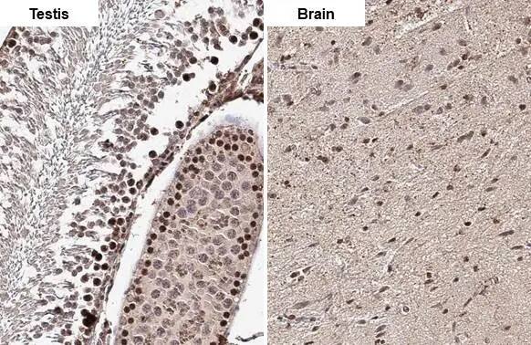 Immunohistochemistry-Paraffin: ELAVL2 Antibody (HL1978) - Azide and BSA Free [NBP3-25449] - ELAVL2 antibody [HL1978] detects ELAVL2 protein at nucleus by immunohistochemical analysis. Sample: Paraffin-embedded rat tissues. ELAVL2 stained by ELAVL2 antibody [HL1978] (NBP3-25449) diluted at 1:100. Antigen Retrieval: Citrate buffer, pH 6.0, 15 min