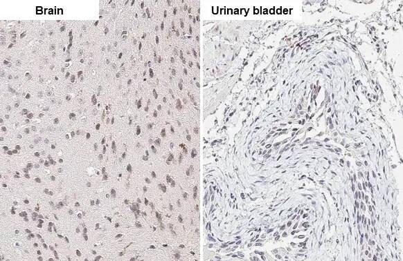 Immunohistochemistry-Paraffin: ELAVL2 Antibody (HL1978) - Azide and BSA Free [NBP3-25449] - ELAVL2 antibody [HL1978] detects ELAVL2 protein at nucleus by immunohistochemical analysis. Sample: Paraffin-embedded mouse tissues. ELAVL2 stained by ELAVL2 antibody [HL1978] (NBP3-25449) diluted at 1:100. Antigen Retrieval: Citrate buffer, pH 6.0, 15 min
