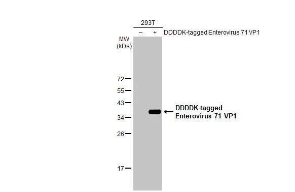 Non-transfected (-) and transfected (+) 293T whole cell extracts (30 ug) were separated by 12% SDS-PAGE, and the membrane was blotted with Enterovirus 71 VP1 antibody [HL1928] (NBP3-25450) diluted at 1:5000. The HRP-conjugated anti-rabbit IgG antibody  was used to detect the primary antibody. 