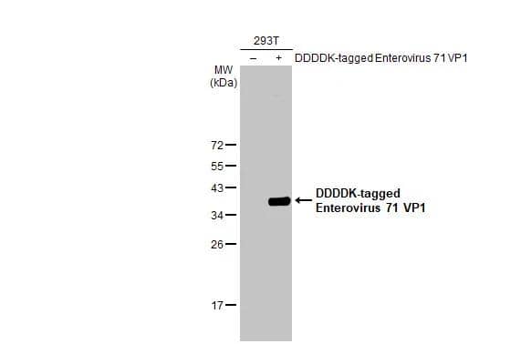 Non-transfected (-) and transfected (+) 293T whole cell extracts (30 ug) were separated by 12% SDS-PAGE, and the membrane was blotted with Enterovirus 71 VP1 antibody [HL1929] (NBP3-25451) diluted at 1:5000. The HRP-conjugated anti-rabbit IgG antibody  was used to detect the primary antibody. 