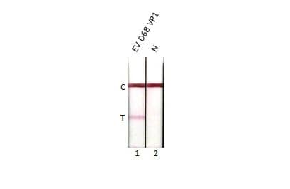 Lateral Flow Assay: Enterovirus D68 VP1 Antibody (HL1997) - Azide and BSA Free [NBP3-25452] - Detection of enterovirus D68 VP1 protein by lateral flow assay using the monoclonal antibody pair. Capture: Enterovirus D68 VP1 antibody (NBP3-13564 [GT1843]) Detection: Enterovirus D68 VP1 antibody (NBP3-25452 [HL1997]) Samples (80 ng) : 1. Enterovirus D68 VP1 protein 2. Lysis buffer