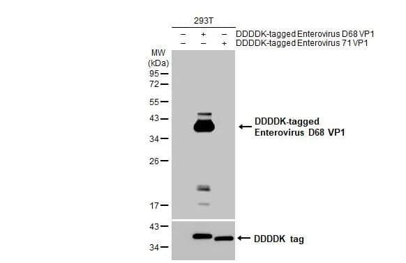 Non-transfected (-) and transfected (+) 293T whole cell extracts (30 ug) were separated by 12% SDS-PAGE, and the membrane was blotted with Enterovirus D68 VP1 antibody [HL1997] (NBP3-25452) diluted at 1:1000. The HRP-conjugated anti-rabbit IgG antibody  was used to detect the primary antibody. 