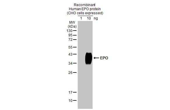 Western Blot: Erythropoietin/EPO Antibody (HL1793) - Azide and BSA Free [NBP3-25454] - Recombinant human EPO protein (CHO cells expressed) was separated by 12% SDS-PAGE, and the membrane was blotted with EPO antibody [HL1793] (NBP3-25454) diluted at 1:20000. The HRP-conjugated anti-rabbit IgG antibody was used to detect the primary antibody.