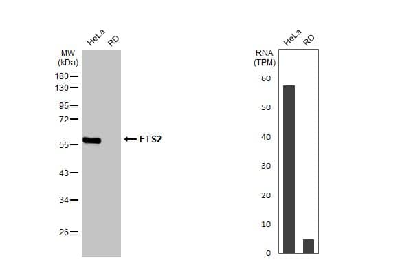 <b>Orthogonal Strategies Validation. </b>Western Blot: ETS2 Antibody (HL2259) - Azide and BSA Free [NBP3-25458] - Various whole cell extracts (30 ug) were separated by 10% SDS-PAGE, and the membrane was blotted with ETS2 antibody [HL2259] (NBP3-25458) diluted at 1:1000. The HRP-conjugated anti-rabbit IgG antibody was used to detect the primary antibody. Corresponding RNA expression data for the same cell lines are based on Human Protein Atlas program.