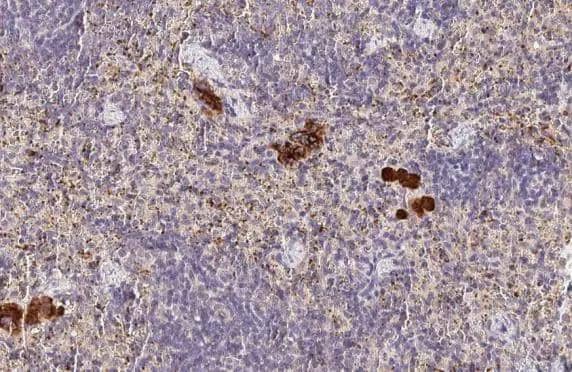 Immunohistochemistry-Paraffin Factor V Antibody (HL2421) - Azide and BSA Free
