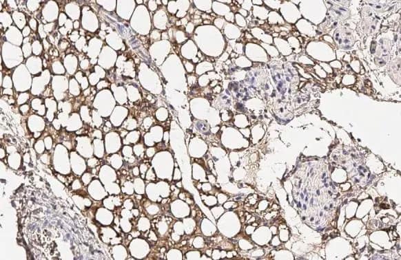 Immunohistochemistry-Paraffin: Fatty Acid Synthase/FASN Antibody (HL2160) - Azide and BSA Free [NBP3-25462] - Fatty Acid Synthase antibody [HL2160] detects Fatty Acid Synthase protein at cytoplasm by immunohistochemical analysis. Sample: Paraffin-embedded mouse white adipocyte. Fatty Acid Synthase stained by Fatty Acid Synthase antibody [HL2160] (NBP3-25462) diluted at 1:200. Antigen Retrieval: Citrate buffer, pH 6.0, 15 min