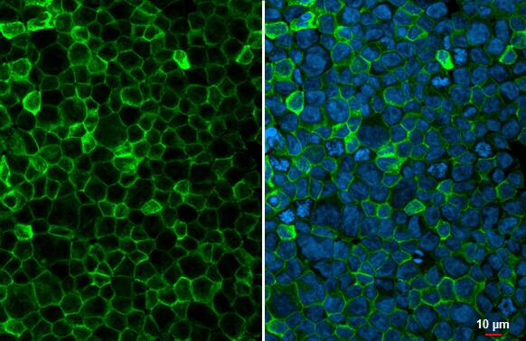 Immunocytochemistry/Immunofluorescence: FCER1G Antibody (HL1418) - Azide and BSA Free [NBP3-25463] - FCER1G antibody [HL1418] detects FCER1G protein at cell membrane by immunofluorescent analysis. Sample: THP-1 cells were fixed in 4% paraformaldehyde at RT for 15 min. Green: FCER1G stained by FCER1G antibody [HL1418] (NBP3-25463) diluted at 1:500. Blue: Fluoroshield with DAPI .