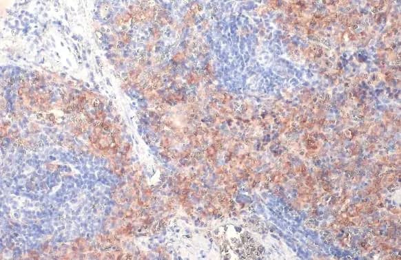 Immunohistochemistry-Paraffin: FCER1G Antibody (HL1418) - Azide and BSA Free [NBP3-25463] - FCER1G antibody [HL1418] detects FCER1G protein at cell membrane by immunohistochemical analysis. Sample: Paraffin-embedded mouse spleen. FCER1G stained by FCER1G antibody [HL1418] (NBP3-25463) diluted at 1:100. Antigen Retrieval: Citrate buffer, pH 6.0, 15 min