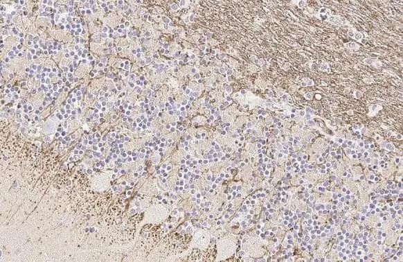 Immunohistochemistry-Paraffin: FCER1G Antibody (HL1418) - Azide and BSA Free [NBP3-25463] - FCER1G antibody [HL1418] detects FCER1G protein at cell membrane by immunohistochemical analysis. Sample: Paraffin-embedded cat cerebellum. FCER1G stained by FCER1G antibody [HL1418] (NBP3-25463) diluted at 1:100. Antigen Retrieval: Citrate buffer, pH 6.0, 15 min