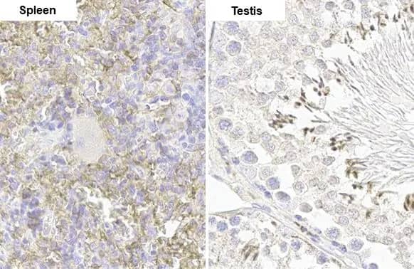 Immunohistochemistry-Paraffin: FCER1G Antibody (HL1418) - Azide and BSA Free [NBP3-25463] - FCER1G antibody [HL1418] detects FCER1G protein by immunohistochemical analysis. Sample: Paraffin-embedded rat tissues. FCER1G stained by FCER1G antibody [HL1418] (NBP3-25463) diluted at 1:100. Antigen Retrieval: Citrate buffer, pH 6.0, 15 min