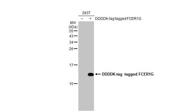 Western Blot: FCER1G Antibody (HL1418) - Azide and BSA Free [NBP3-25463] - Non-transfected (-) and transfected (+) 293T whole cell extracts (30 ug) were separated by 15% SDS-PAGE, and the membrane was blotted with FCER1G antibody [HL1418] (NBP3-25463) diluted at 1:5000. The HRP-conjugated anti-rabbit IgG antibody was used to detect the primary antibody.