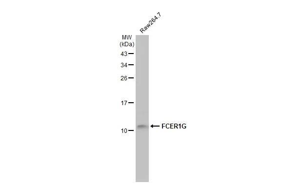 Whole cell extract (30 ug) was separated by 15% SDS-PAGE, and the membrane was blotted with FCER1G antibody [HL1418] (NBP3-25463) diluted at 1:1000. The HRP-conjugated anti-rabbit IgG antibody  was used to detect the primary antibody. 