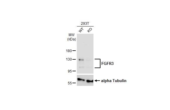 <b>Genetic Strategies Validation and Orthogonal Strategies Validation.</b>Western Blot: FGFR3 Antibody (HL1595) - Azide and BSA Free [NBP3-25465] - Wild-type (WT) and FGFR3 knockout (KO) 293T cell extracts (30 ug) were separated by 7.5% SDS-PAGE, and the membrane was blotted with FGFR3 antibody [HL1595] (NBP3-25465) diluted at 1:1000. The HRP-conjugated anti-rabbit IgG antibody was used to detect the primary antibody, and the signal was developed with Trident ECL plus-Enhanced.