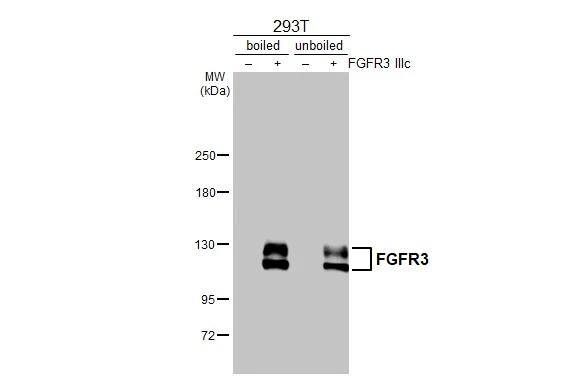 Non-transfected (-) and transfected (+) boiled and unboiled 293T whole cell extracts (30 ug) were separated by 5% SDS-PAGE, and the membrane was blotted with FGFR3 antibody [HL1595] (NBP3-25465) diluted at 1:5000. The HRP-conjugated anti-rabbit IgG antibody  was used to detect the primary antibody, and the signal was developed with Trident ECL plus-Enhanced. 