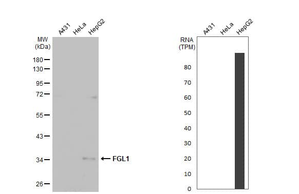 Western Blot: Hepassocin/FGL1 Antibody (HL2317) - Azide and BSA Free [NBP3-25466] - Various whole cell extracts (30 ug) were separated by 10% SDS-PAGE, and the membrane was blotted with FGL1 antibody [HL2317] (NBP3-25466) diluted at 1:2000. The HRP-conjugated anti-rabbit IgG antibody was used to detect the primary antibody, and the signal was developed with Trident ECL plus-Enhanced. Corresponding RNA expression data for the same cell lines are based on Human Protein Atlas program.