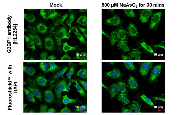 Immunocytochemistry/Immunofluorescence: G3BP1 Antibody (HL2254) - Azide and BSA Free [NBP3-25472] - G3BP1 antibody [HL2254] detects G3BP1 protein at cytoplasm by immunofluorescent analysis. Sample: Mock and treated HeLa cells were fixed in 4% paraformaldehyde at RT for 15 min. Green: G3BP1 stained by G3BP1 antibody [HL2254] (NBP3-25472) diluted at 1:500. Blue: Fluoroshield with DAPI .