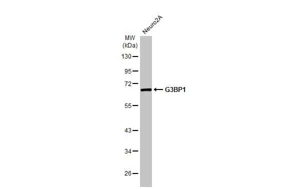 Western Blot: G3BP1 Antibody (HL2254) - Azide and BSA Free [NBP3-25472] - Whole cell extract (30 ug) was separated by 10% SDS-PAGE, and the membrane was blotted with G3BP1 antibody [HL2254] (NBP3-25472) diluted at 1:1000. The HRP-conjugated anti-rabbit IgG antibody was used to detect the primary antibody.