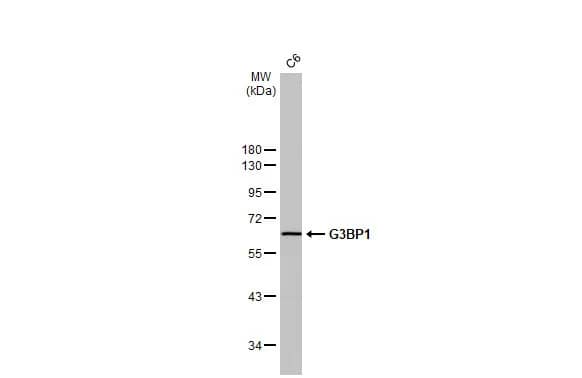 Western Blot: G3BP1 Antibody (HL2254) - Azide and BSA Free [NBP3-25472] - Whole cell extract (30 ug) was separated by 10% SDS-PAGE, and the membrane was blotted with G3BP1 antibody [HL2254] (NBP3-25472) diluted at 1:1000. The HRP-conjugated anti-rabbit IgG antibody was used to detect the primary antibody.